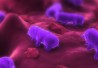 PurplePinkSalmonellaMain PurplePinkSalmonellaMain