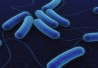 e-coli28329_406x250 e-coli28329_406x250