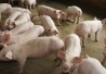 pigsfree_406x250 pigsfree_406x250