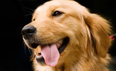 Heart Disease in Dogs May be Tied to Certain Foods