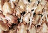 linechickens_406x250 linechickens_406x250