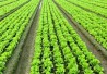 lettuceFSMA_406 lettuceFSMA_406