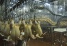 chicken-processing-plant406x250.jpg chicken-processing-plant406x250.jpg