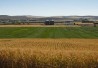 CornFieldIndustryMain