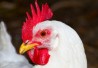 http://www.dreamstime.com/royalty-free-stock-images-image-white-chicken-poultry-aimage-image32523459 http://www.dreamstime.com/royalty-free-stock-images-image-white-chicken-poultry-aimage-image32523459