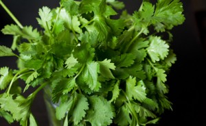 Cilantro_406x250