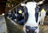 dairy-cow-406 dairy-cow-406