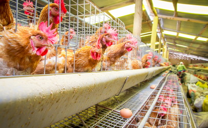 Law Professors Voice Concerns Over Farm Bill’s King Amendment
