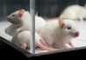 lab-rats-406 lab-rats-406