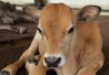 http://www.dreamstime.com/stock-photography-calf-cattle-farm-image31216032 http://www.dreamstime.com/stock-photography-calf-cattle-farm-image31216032