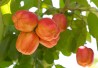 http://www.dreamstime.com/royalty-free-stock-photography-ackee-fruit-tree-image15493107 http://www.dreamstime.com/royalty-free-stock-photography-ackee-fruit-tree-image15493107