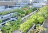 http://www.dreamstime.com/stock-images-rooftop-garden-image25833454 http://www.dreamstime.com/stock-images-rooftop-garden-image25833454
