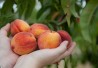 http://www.dreamstime.com/royalty-free-stock-photo-peaches-hands-image10301345 http://www.dreamstime.com/royalty-free-stock-photo-peaches-hands-image10301345
