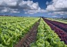http://www.dreamstime.com/royalty-free-stock-photo-lettuce-field-image7292275 http://www.dreamstime.com/royalty-free-stock-photo-lettuce-field-image7292275