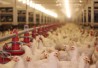 http://www.dreamstime.com/royalty-free-stock-images-chicken-farm-image24069509