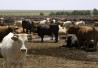 http://www.dreamstime.com/royalty-free-stock-photo-texas-feedlot-image11351275 http://www.dreamstime.com/royalty-free-stock-photo-texas-feedlot-image11351275