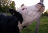 http://www.dreamstime.com/royalty-free-stock-photo-beef-cattle-cow-image465105