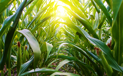 CornFarm_406x250