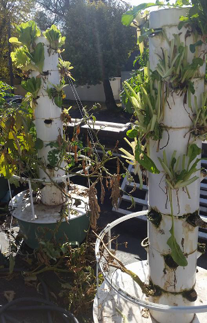 Lucky's Taproom & Eatery includes photos of its field garden and this rooftop garden on its Facebook page to show patrons where some of the restaurant's menu items are grown.