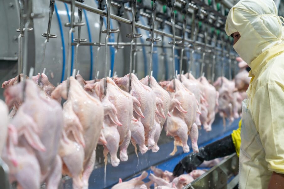 Scientists weigh in on Salmonella contamination in chicken