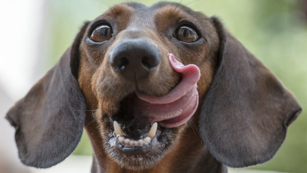 Dog food company refuses to recall products after FDA finds multiple pathogens