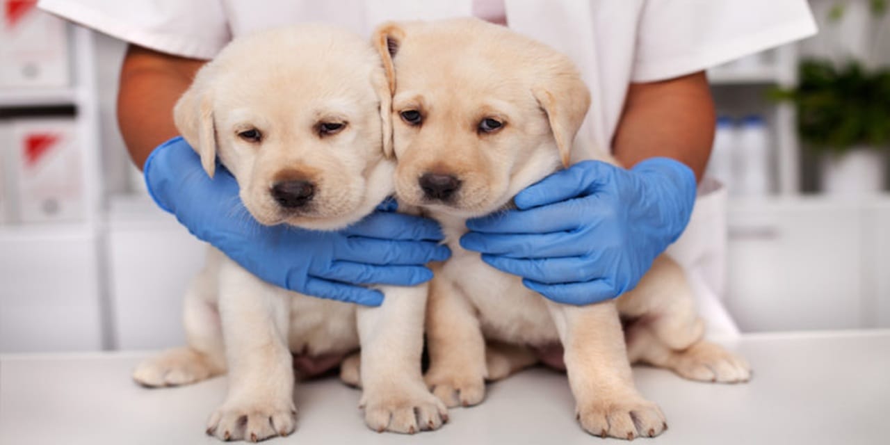 Pet food testing results prompt FSA warning