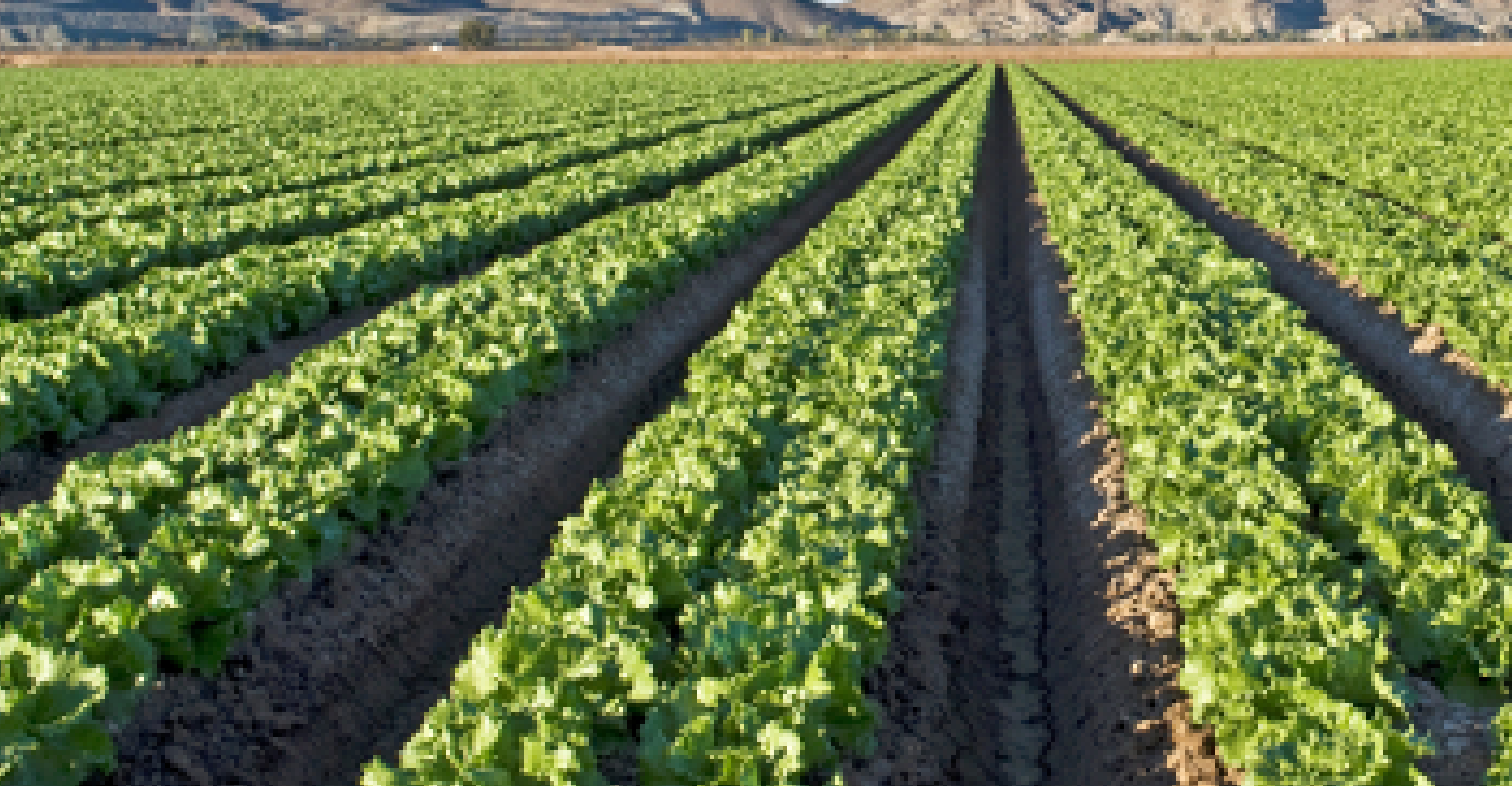 5-year study reveals aspects of food safety in California’s Salad Bowl