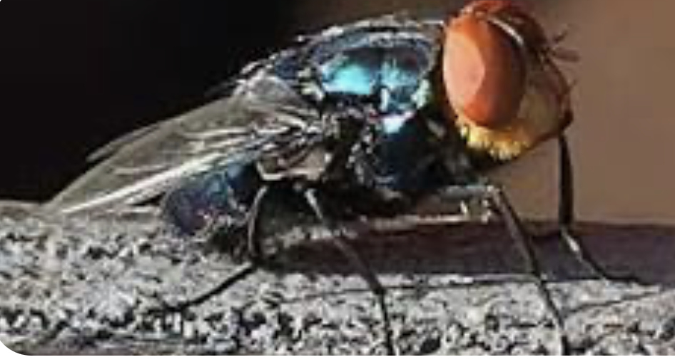 Sunday Edition: New World Screwworm Sunday Edition: New World Screwworm