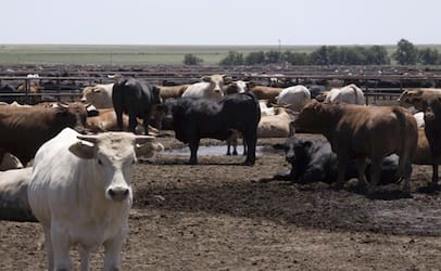 feedlot_406x250