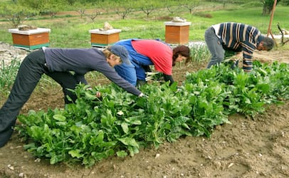 lettuceworkers_406x250