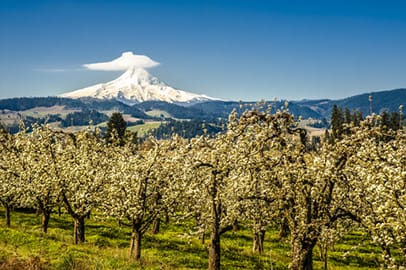 Apple orchard in Oregon