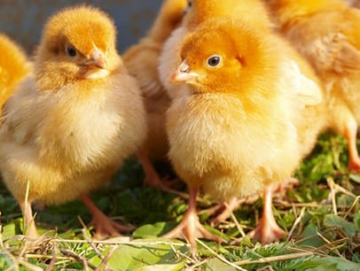 http://www.dreamstime.com/stock-image-baby-chickens-image19791491