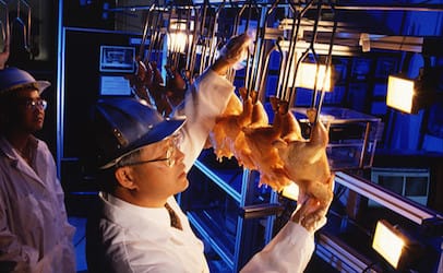 ARS agricultural engineer Yud-Ren Chen is developing a computer-directed scanning system that could help speed inspection of the nearly 8 billion chickens processed annually through federally inspected U.S. plants. Photograph taken by Keith Weller (ARS).