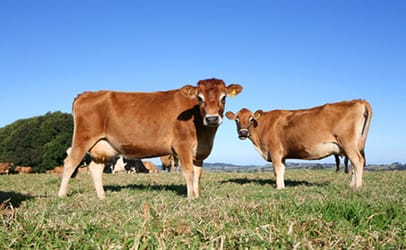 http://www.dreamstime.com/royalty-free-stock-photography-jersey-cows-farm-field-image819287