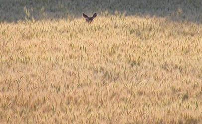 A deer makes its way through a wheat field on the Palouse region in southeast Washington. More land is planted with wheat in the world than any other crop. It provides 20 percent of the world’s caloric consumption, and 20 percent of the protein for half of the world’s poorest people. (Photo by Horst Onken) 