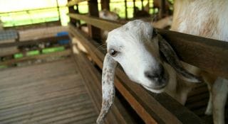 goatmilkrecall-iphone