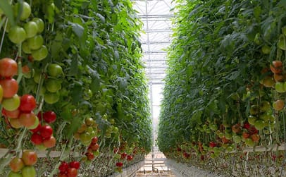 In Red Sun Farms' high-tech greenhouses, individual tomato vines grow to 40 feet in length.