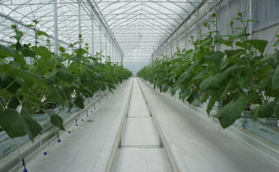 Modern high-tech greenhouses don't use dirt, protect produce from animals and birds, and somewhat resemble "clean rooms."