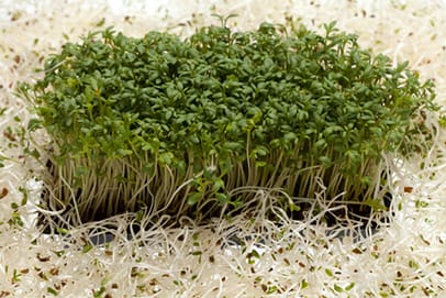 http://www.dreamstime.com/royalty-free-stock-photos-fresh-alfalfa-sprouts-cress-image25672888