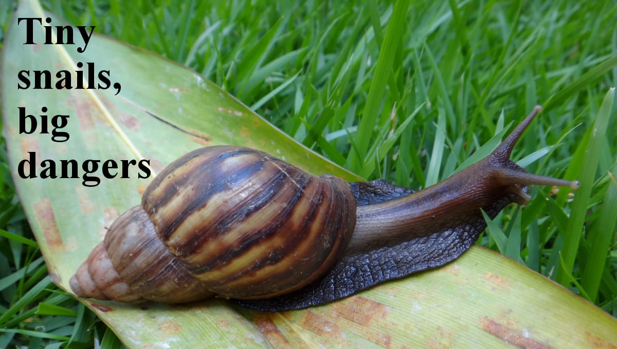 Paradise parasites — Challenges to controlling rat lungworm disease