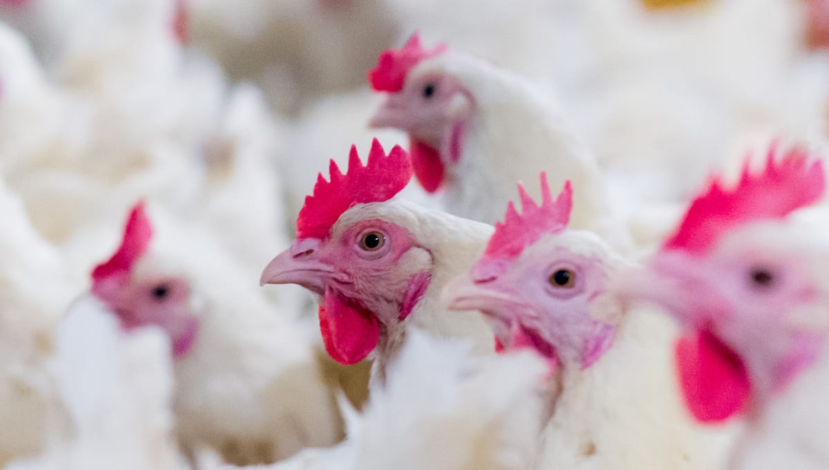 Our poultry safety regulation isn’t working: It’s past time to fix it