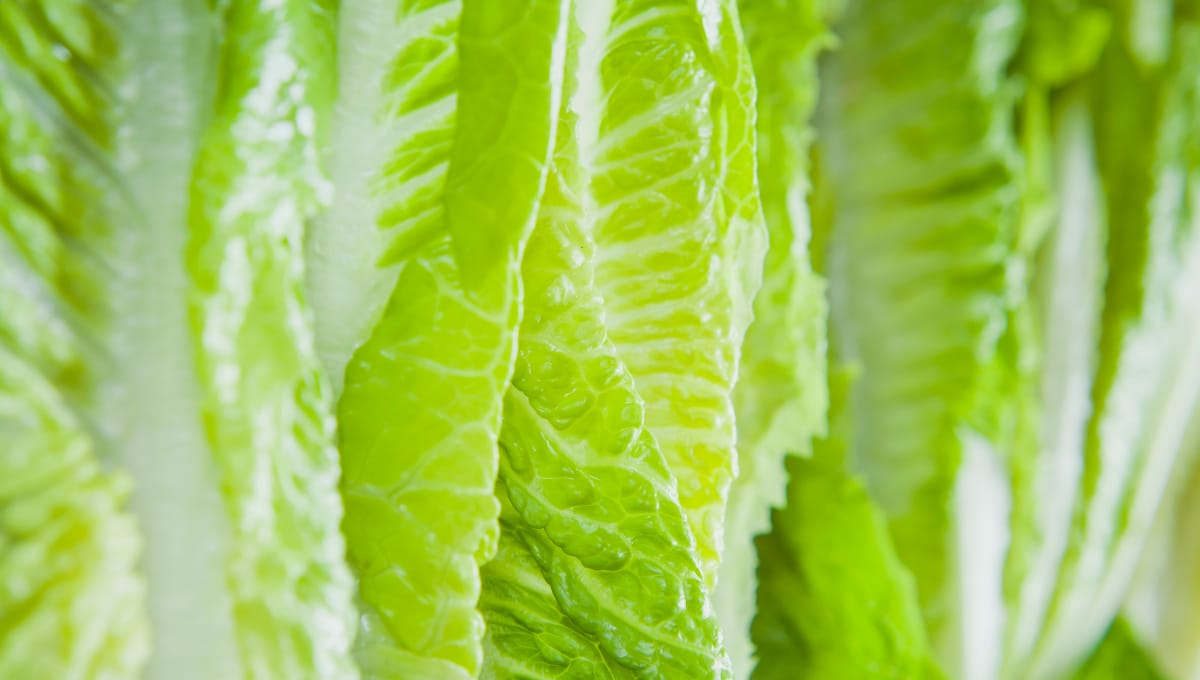 Romaine confusion and clarity from the produce industry perspective