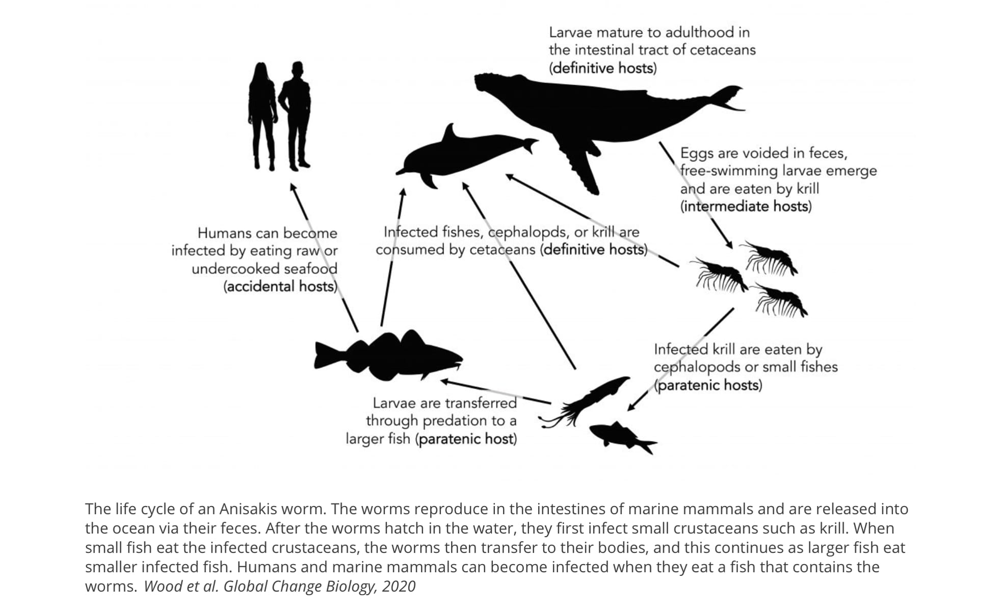Scientists find evidence of huge increase in parasitic worms found in raw seafood dishes