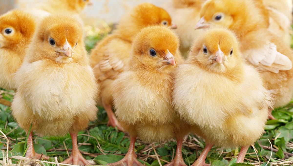Backyard poultry flocks linked to outbreak of Salmonella; most victims younger than 5