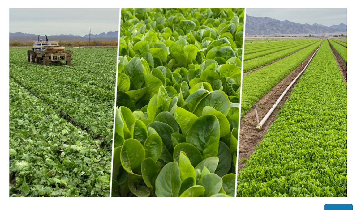 FDA’s warning shot for leafy greens