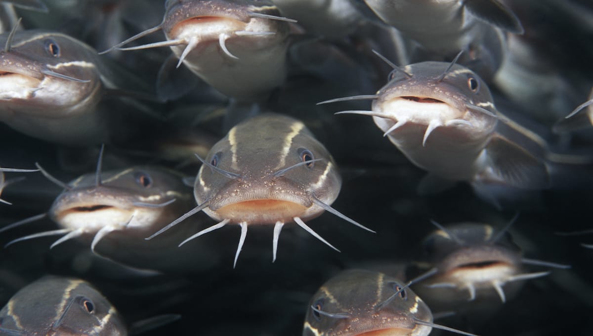 The new reality of USDA catfish regulation