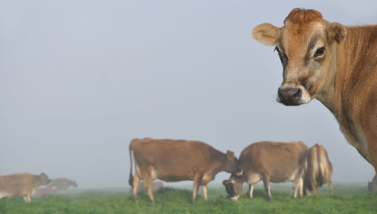 Cow-free proteins signal possible new day for dairy