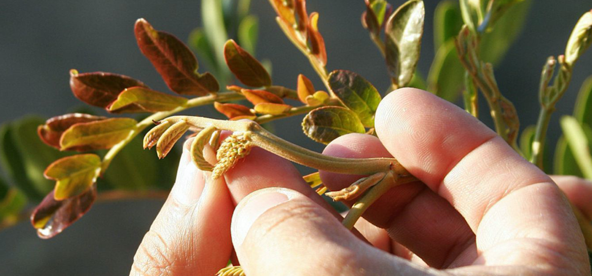 Is Reddit the new CDC and FDA? Is it the Tara?