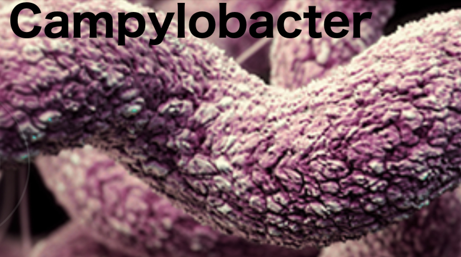 Analysis shows limited impact of Swiss Campylobacter measures