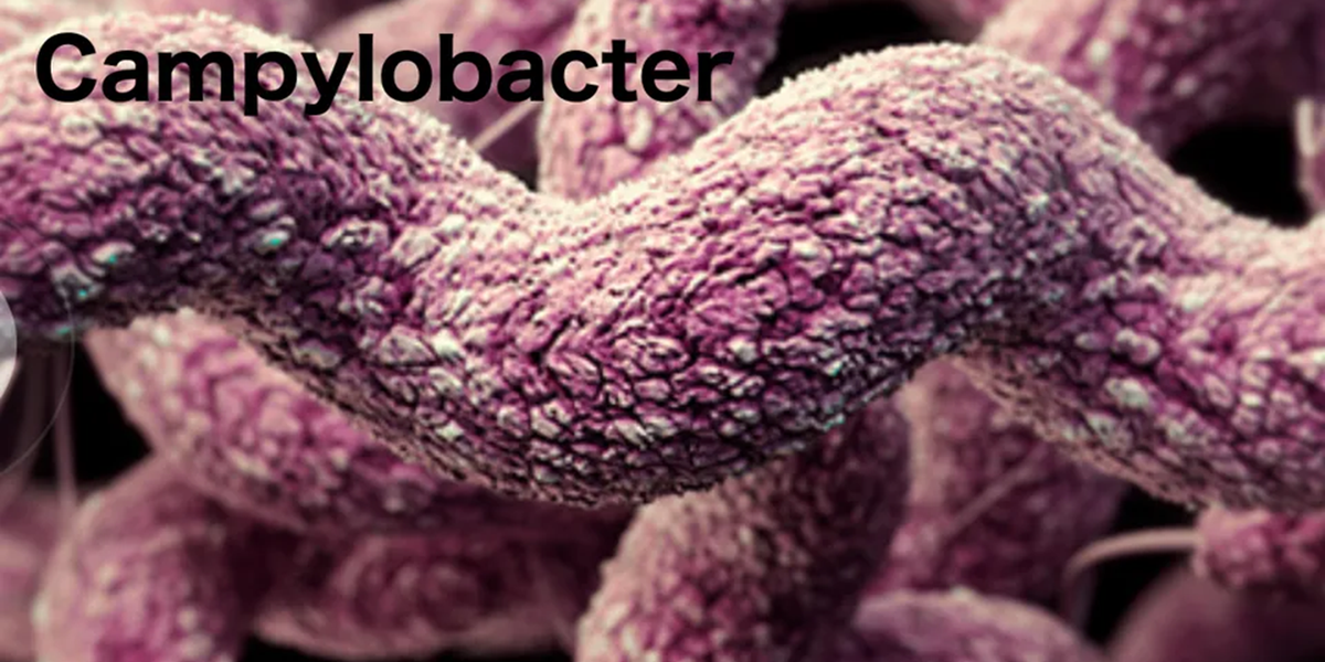 Scientists get grant to study Campylobacter
